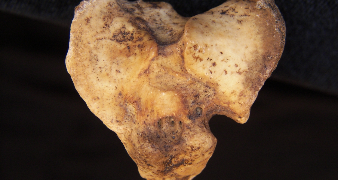 Domestic goat (Capra hircus) left tibia, proximal articular surface