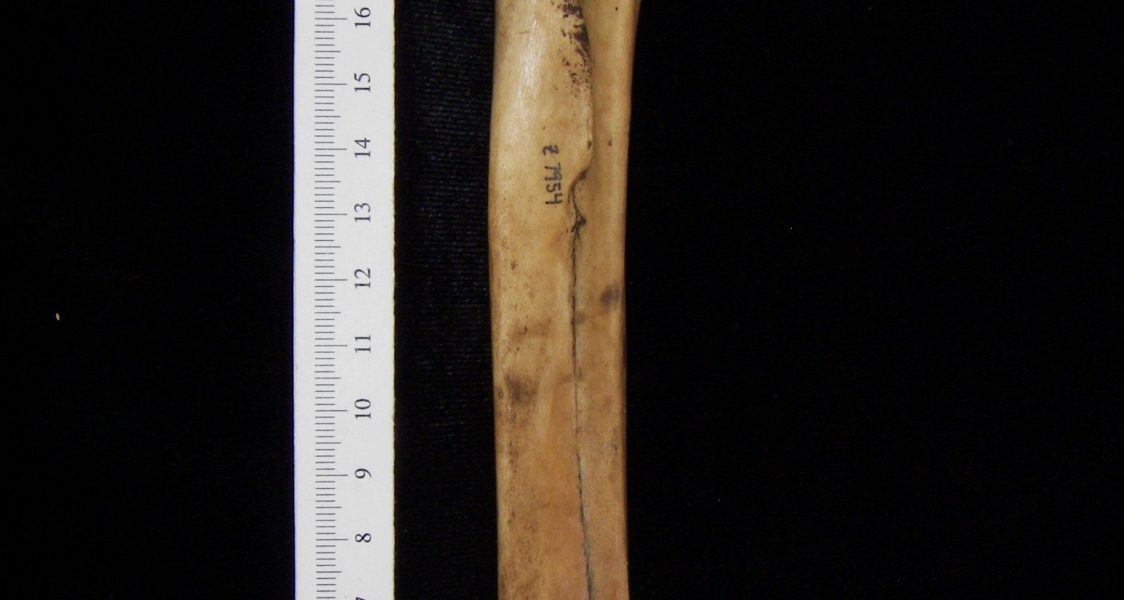 Domestic goat (Capra hircus) right radius and ulna, view 3