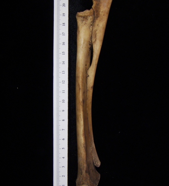 Domestic goat (Capra hircus) right radius and ulna, view 2