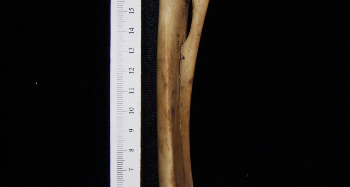 Domestic goat (Capra hircus) right radius and ulna, view 2