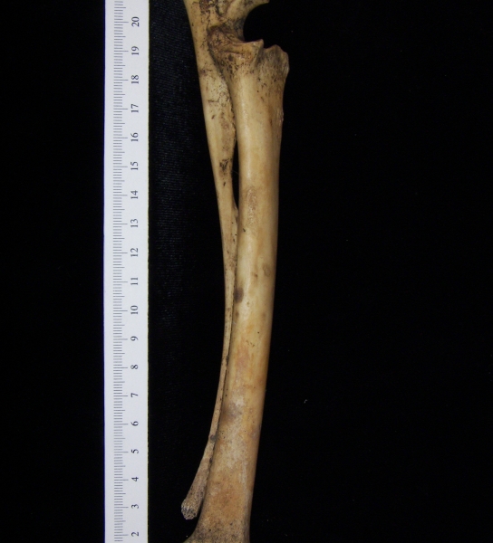 Domestic goat (Capra hircus) right radius and ulna