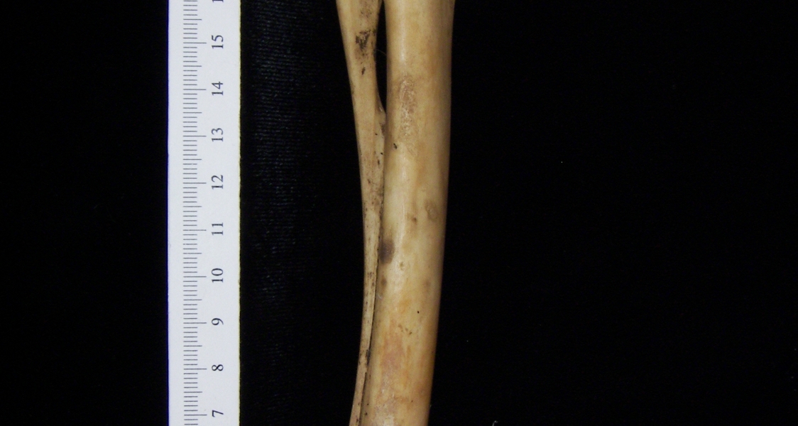 Domestic goat (Capra hircus) right radius and ulna