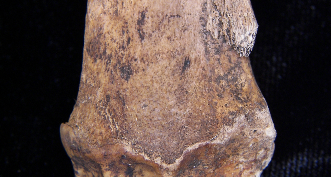 Domestic goat (Capra hircus) right radius, distal view