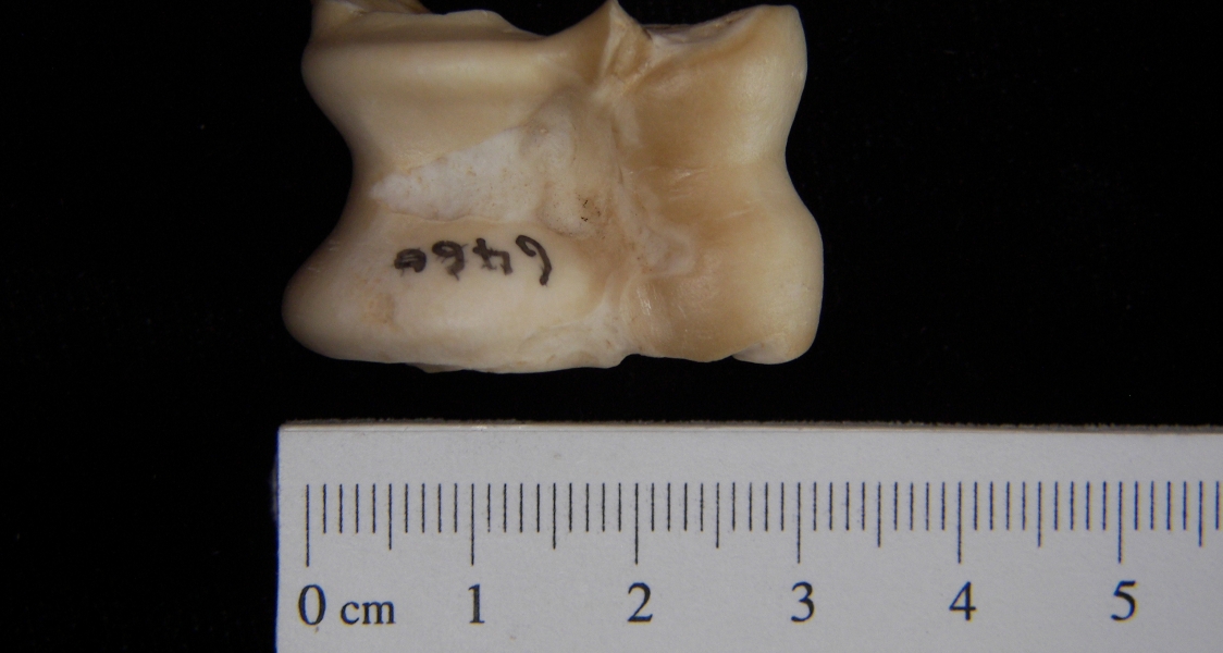 Domestic sheep (Ovis aries) astragalus, inferior view