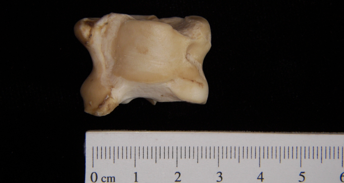 Domestic sheep (Ovis aries) astragalus, superior view