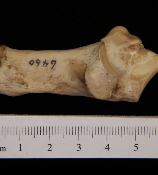 Medial View Left Domestic Sheep Calcaneus