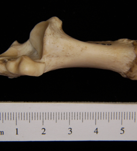 Superior View Left Domestic Sheep Calcaneus