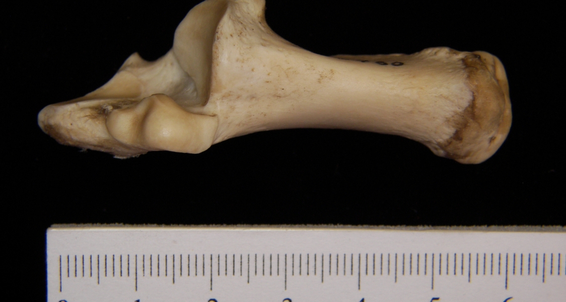 Superior View Left Domestic Sheep Calcaneus