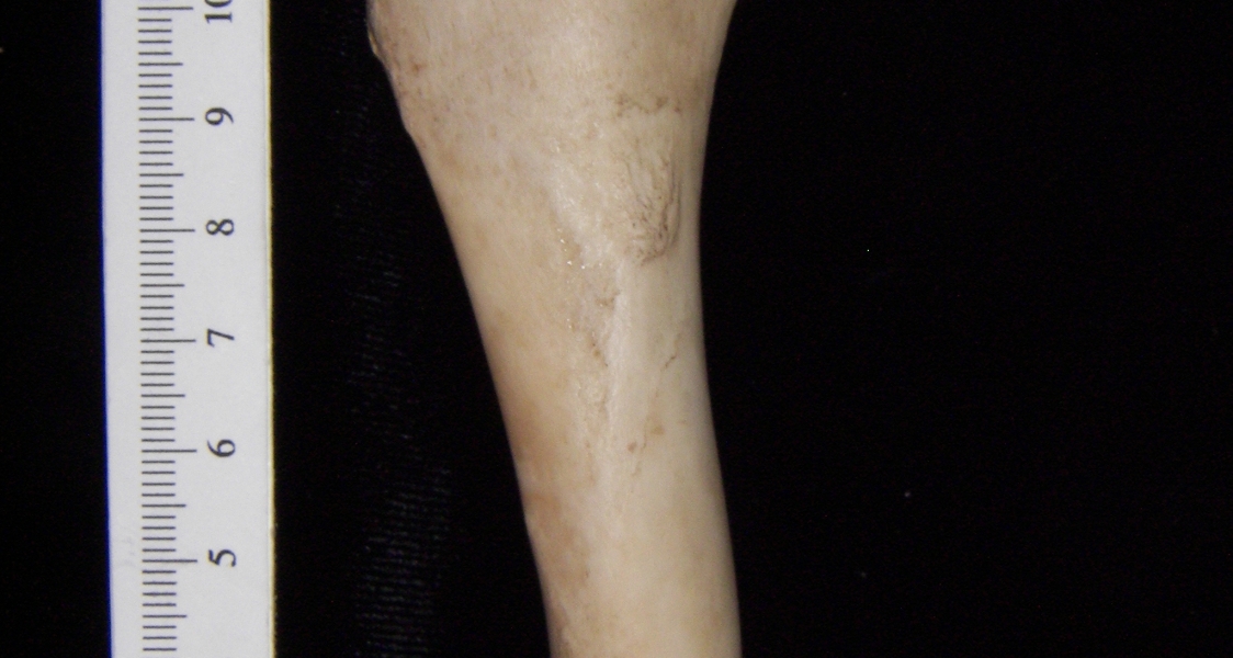 Domestic sheep (Ovis aries) right humerus