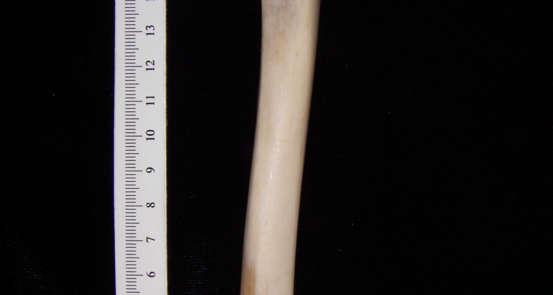 Domestic sheep (Ovis aries) right tibia, anterior view