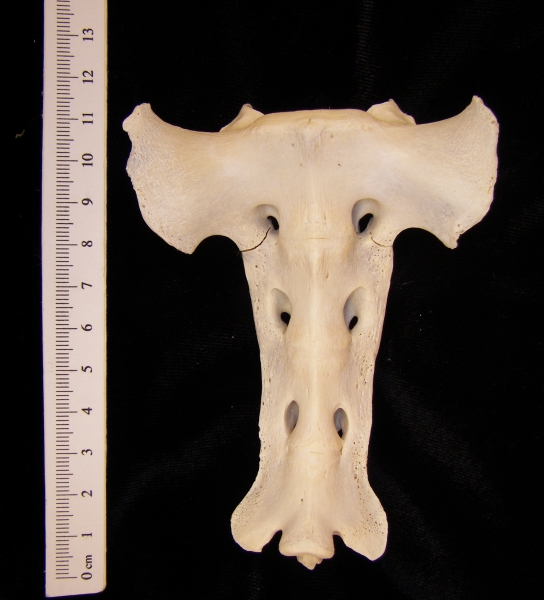 Anterior View Domestic Sheep Sacrum