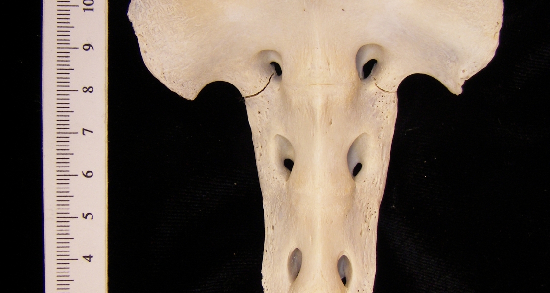 Anterior View Domestic Sheep Sacrum