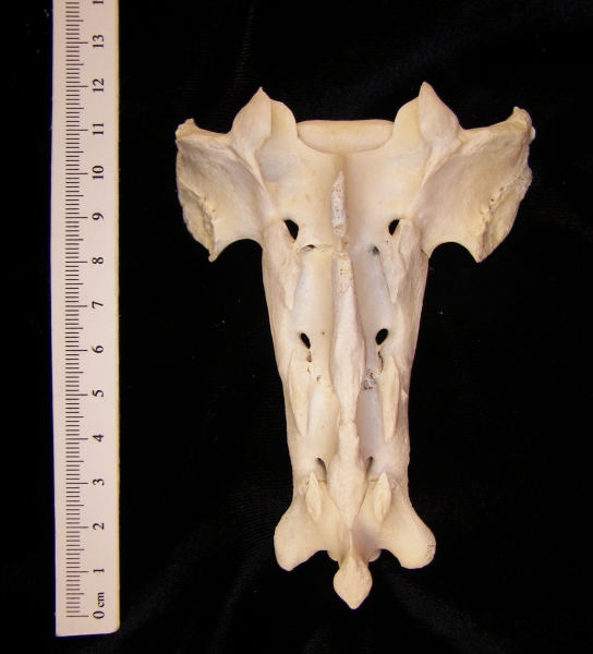 Posterior View Domestic Sheep Sacrum