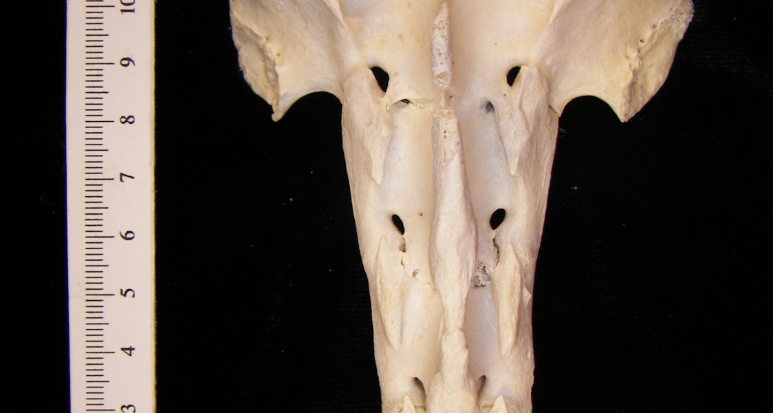 Posterior View Domestic Sheep Sacrum