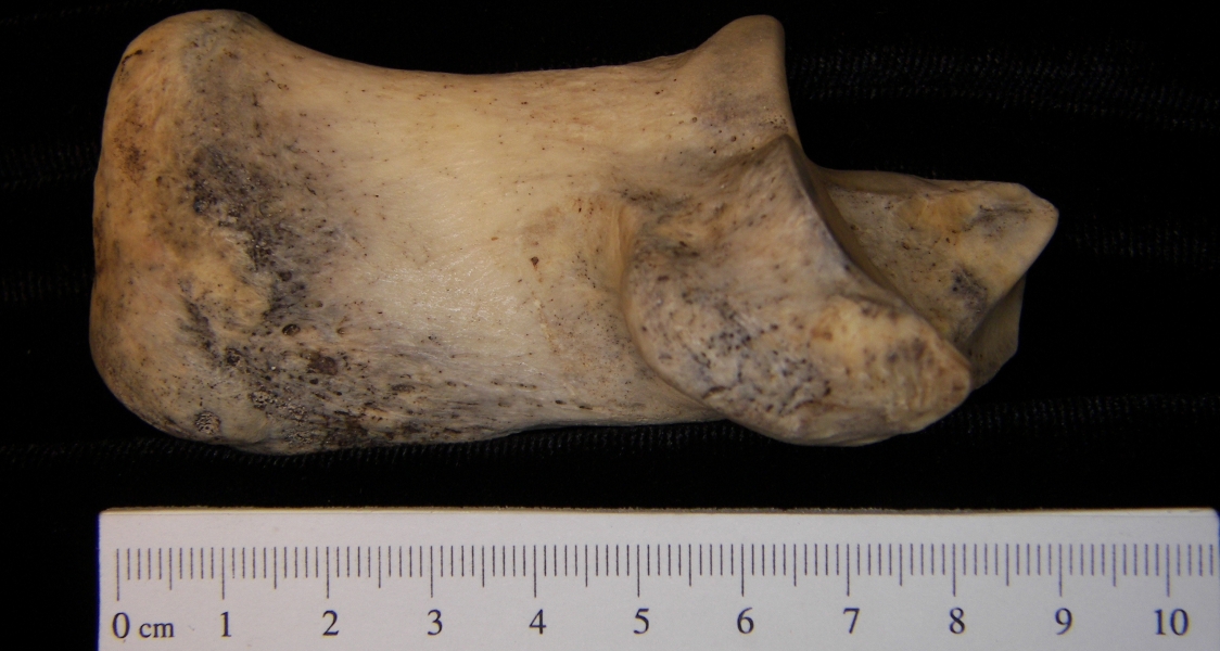 Medial View Left Donkey Calcaneus