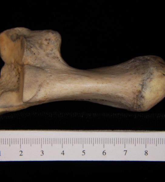 Superior View Left Donkey Calcaneus