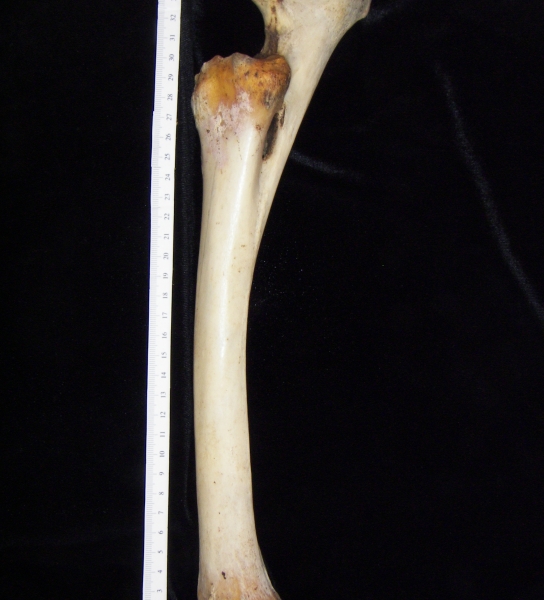 Donkey (Equus asinus) left radius and ulna, lateral view