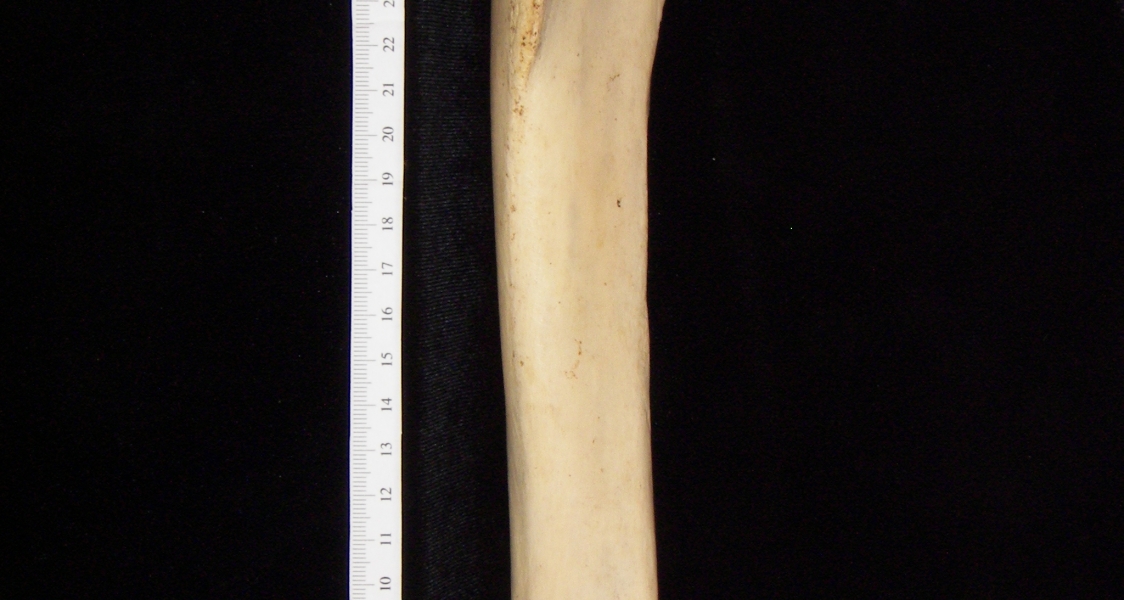 Donkey (Equus asinus) left tibia, anterior view
