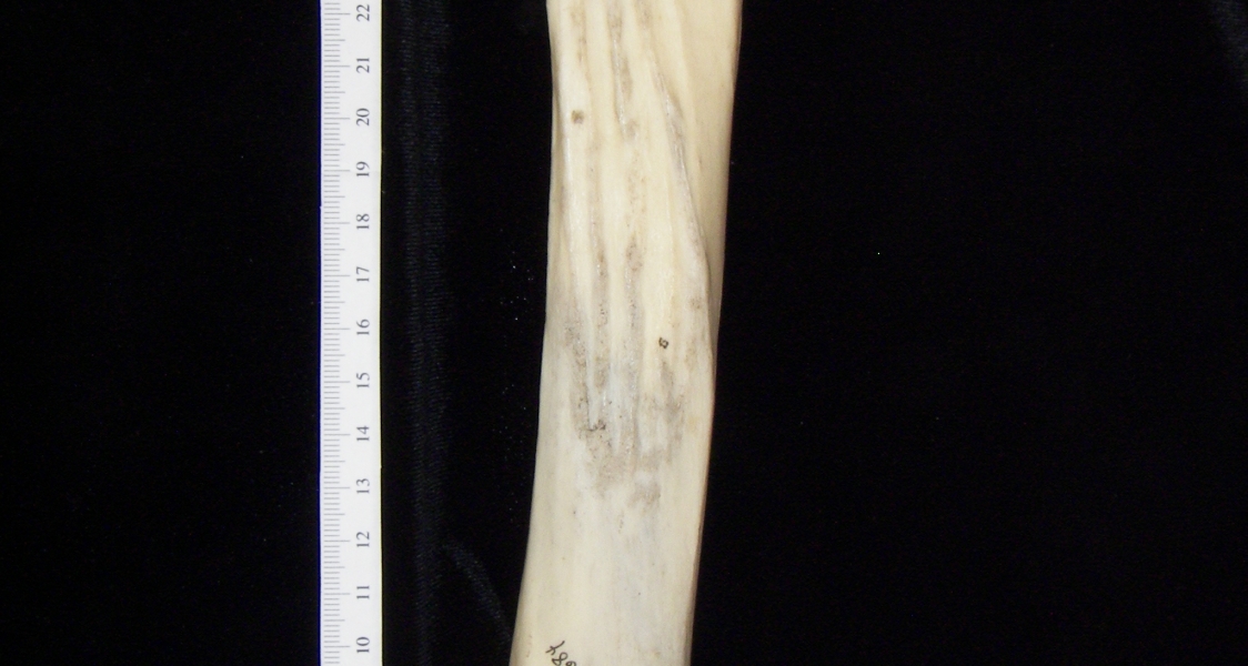 Donkey (Equus asinus) left tibia, posterior view