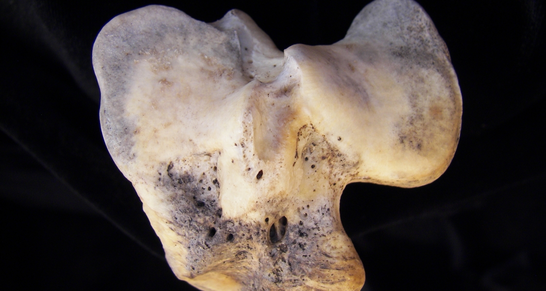Donkey (Equus asinus) left tibia, proximal articular aspect