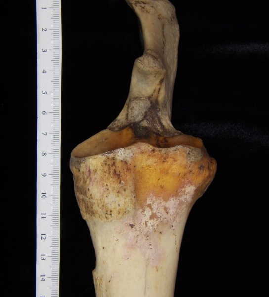 Donkey (Equus asinus) left radius and ulna proximal aspect