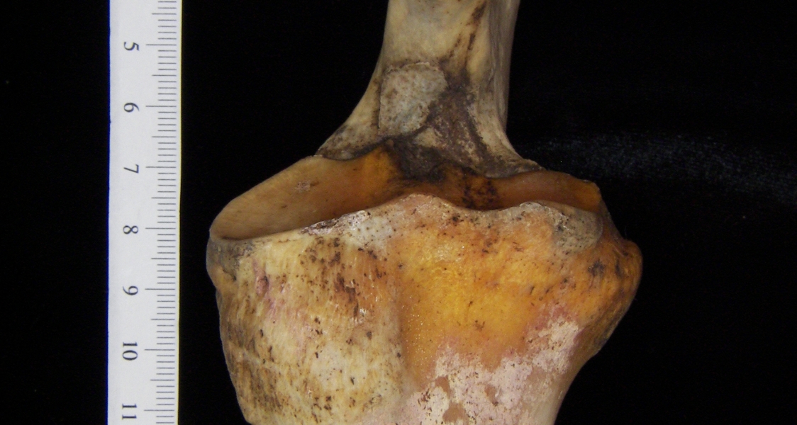 Donkey (Equus asinus) left radius and ulna proximal aspect