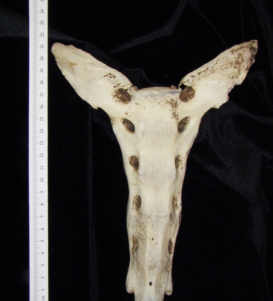 Anterior View Donkey Sacrum