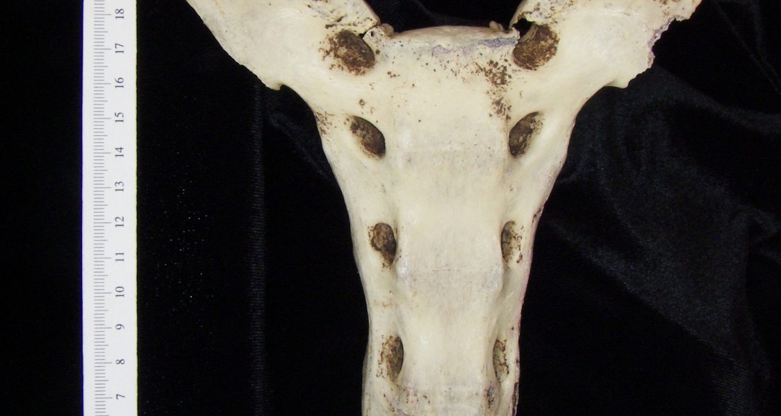 Anterior View Donkey Sacrum