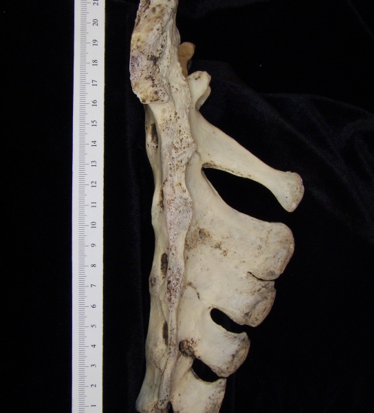 Lateral View Donkey Sacrum