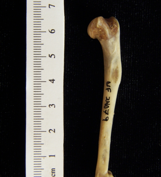 Eastern cottontail rabbit (Sylvilagus floridanus) left humerus, anterior view