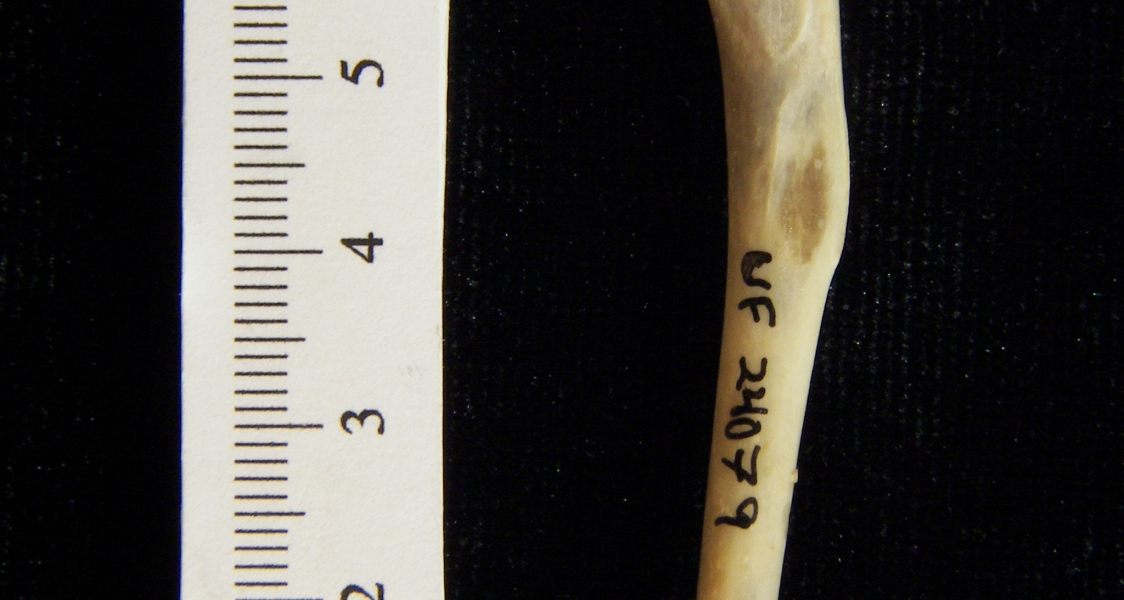 Eastern cottontail rabbit (Sylvilagus floridanus) left humerus, anterior view