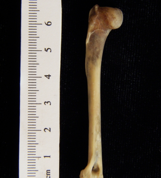 Eastern cottontail rabbit (Sylvilagus floridanus) left humerus, posterior view