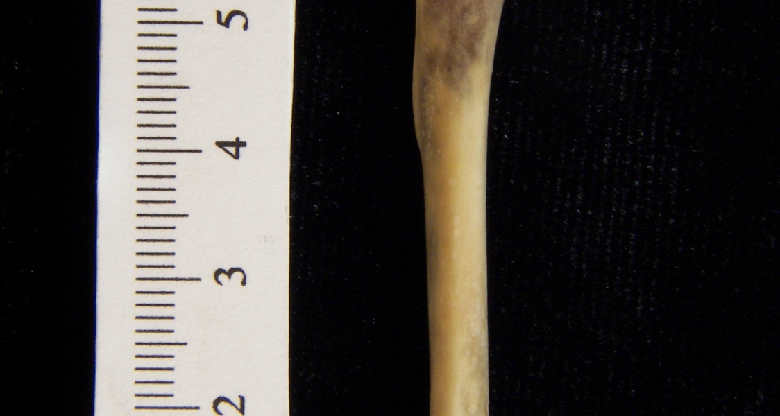 Eastern cottontail rabbit (Sylvilagus floridanus) left humerus, posterior view