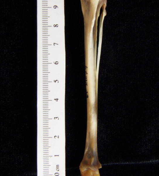 Eastern cottontail rabbit (Sylvilagus floridanus) left tibia and fibula, anterior view