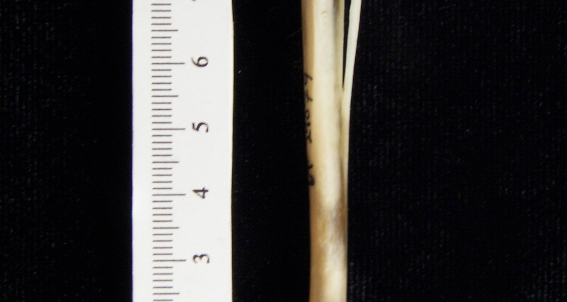 Eastern cottontail rabbit (Sylvilagus floridanus) left tibia and fibula, anterior view