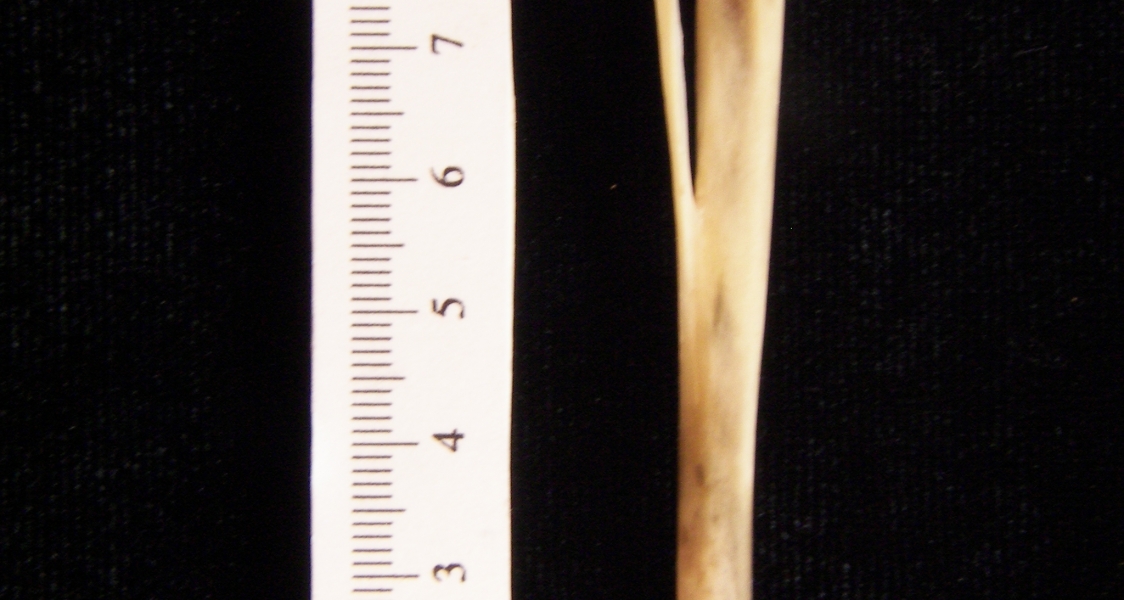 Eastern cottontail rabbit (Sylvilagus floridanus) left tibia and fibula, posterior view