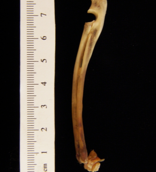 Lateral View Left Eastern Cottontail Rabbit Radius and Ulna