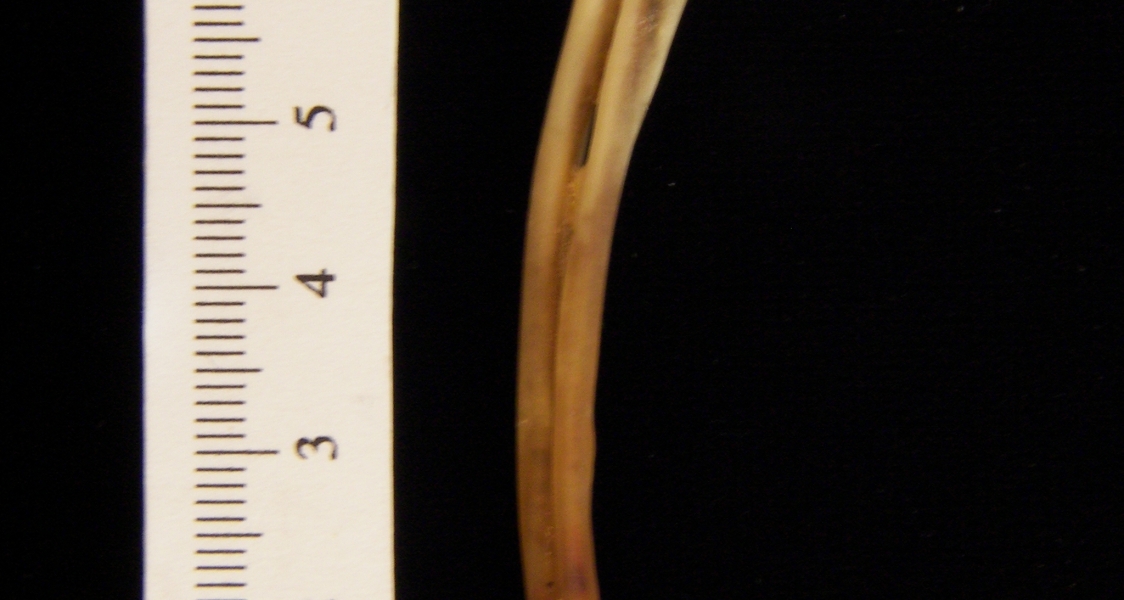 Lateral View Left Eastern Cottontail Rabbit Radius and Ulna