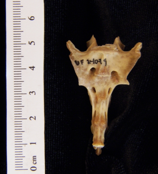 Anterior View Eastern Cottontail Rabbit Sacrum