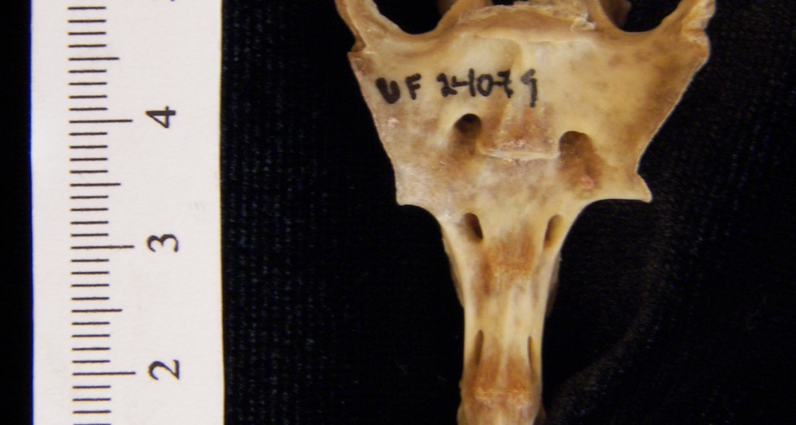 Anterior View Eastern Cottontail Rabbit Sacrum