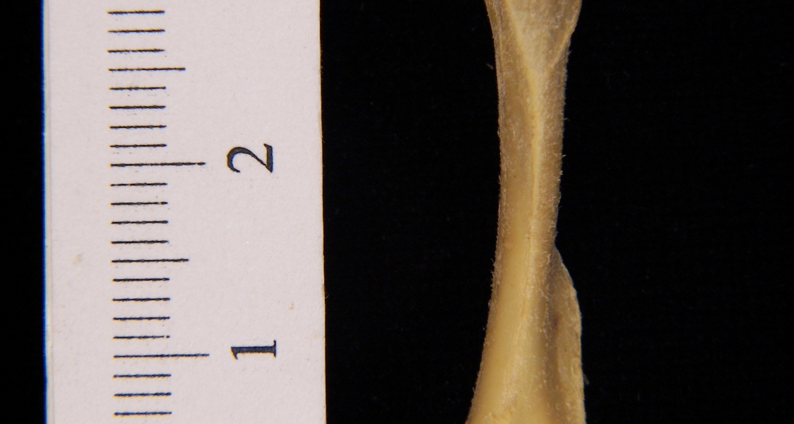 Eastern spotted skunk (Spilogale putorius) left humerus, view 2