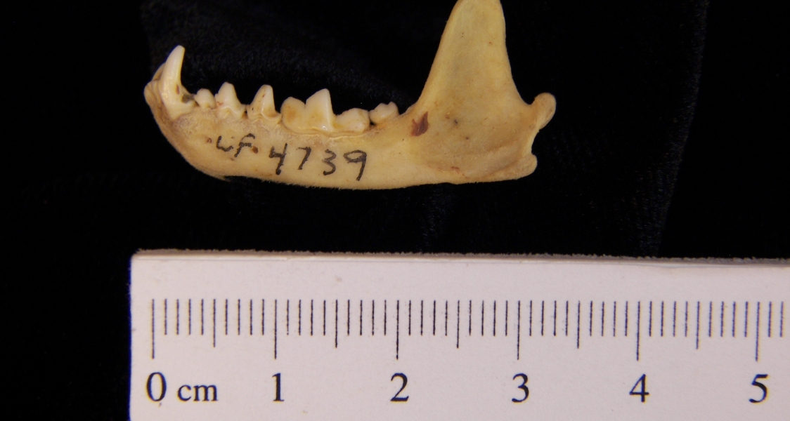 Eastern spotted skunk (Spilogale putorius) left mandible