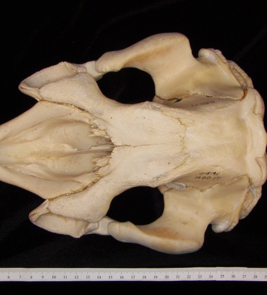 West Indian manatee (Trichecus manatus) cranium, superior view