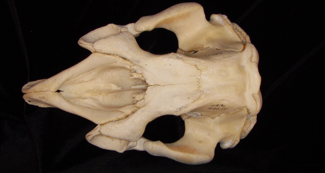 West Indian manatee (Trichecus manatus) cranium, superior view