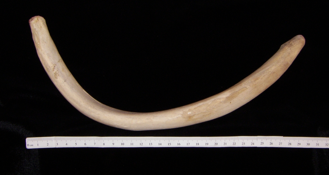 West Indian manatee (Trichecus manatus) rib