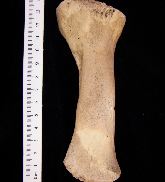 West Indian manatee (Trichecus manatus) humerus, view 2