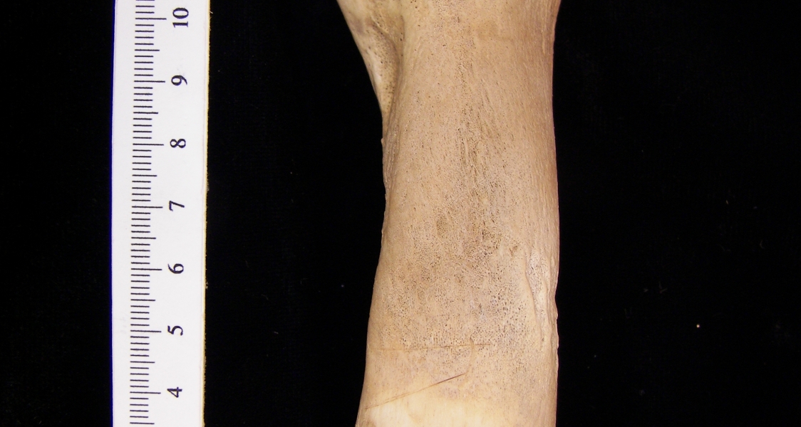 West Indian manatee (Trichecus manatus) humerus, view 2