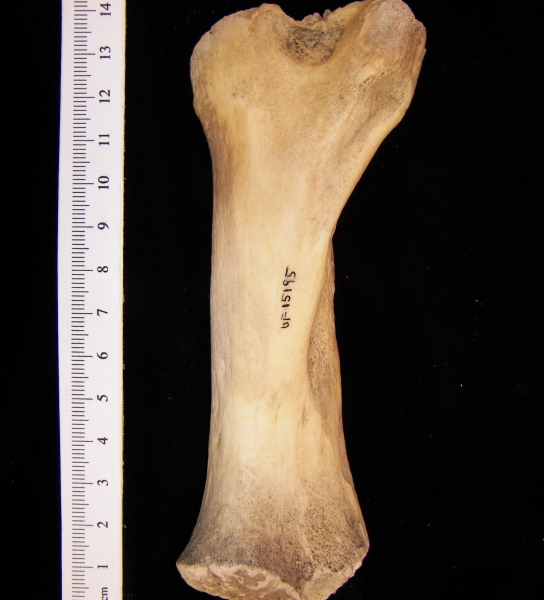 West Indian manatee (Trichecus manatus) humerus, view 3