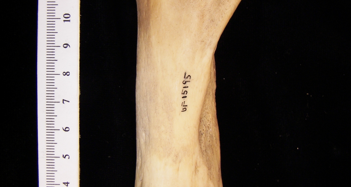 West Indian manatee (Trichecus manatus) humerus, view 3