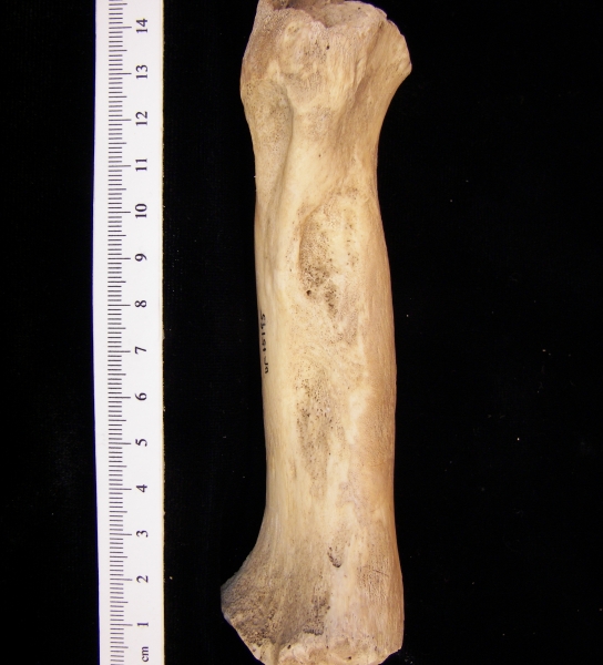 West Indian manatee (Trichecus manatus) humerus